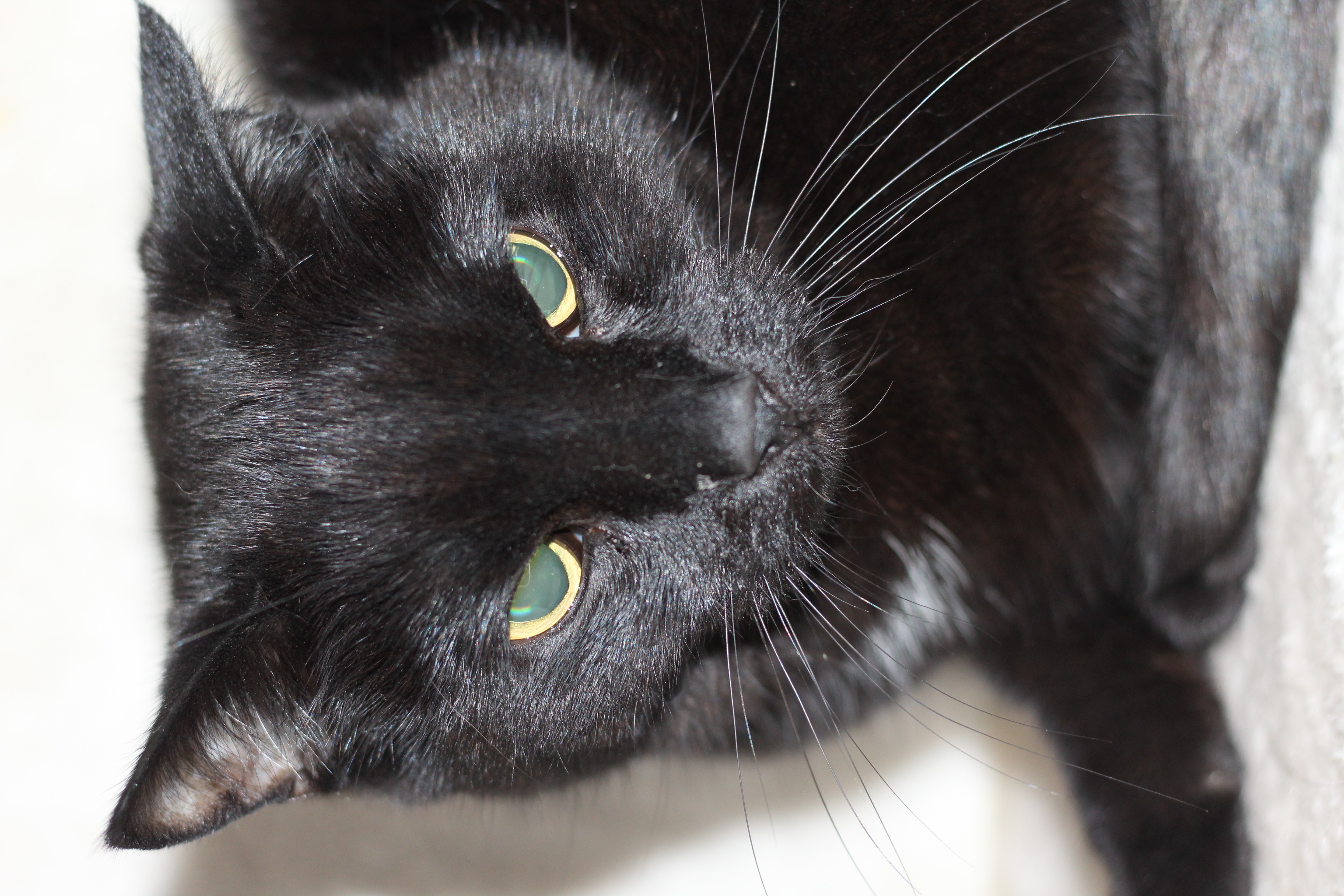  INDEKAT - Malthe er en sød hankat på 8 år - han er meget nervøs og skal have roligt hjem - gerne med andre katte - kan bo med vanilla