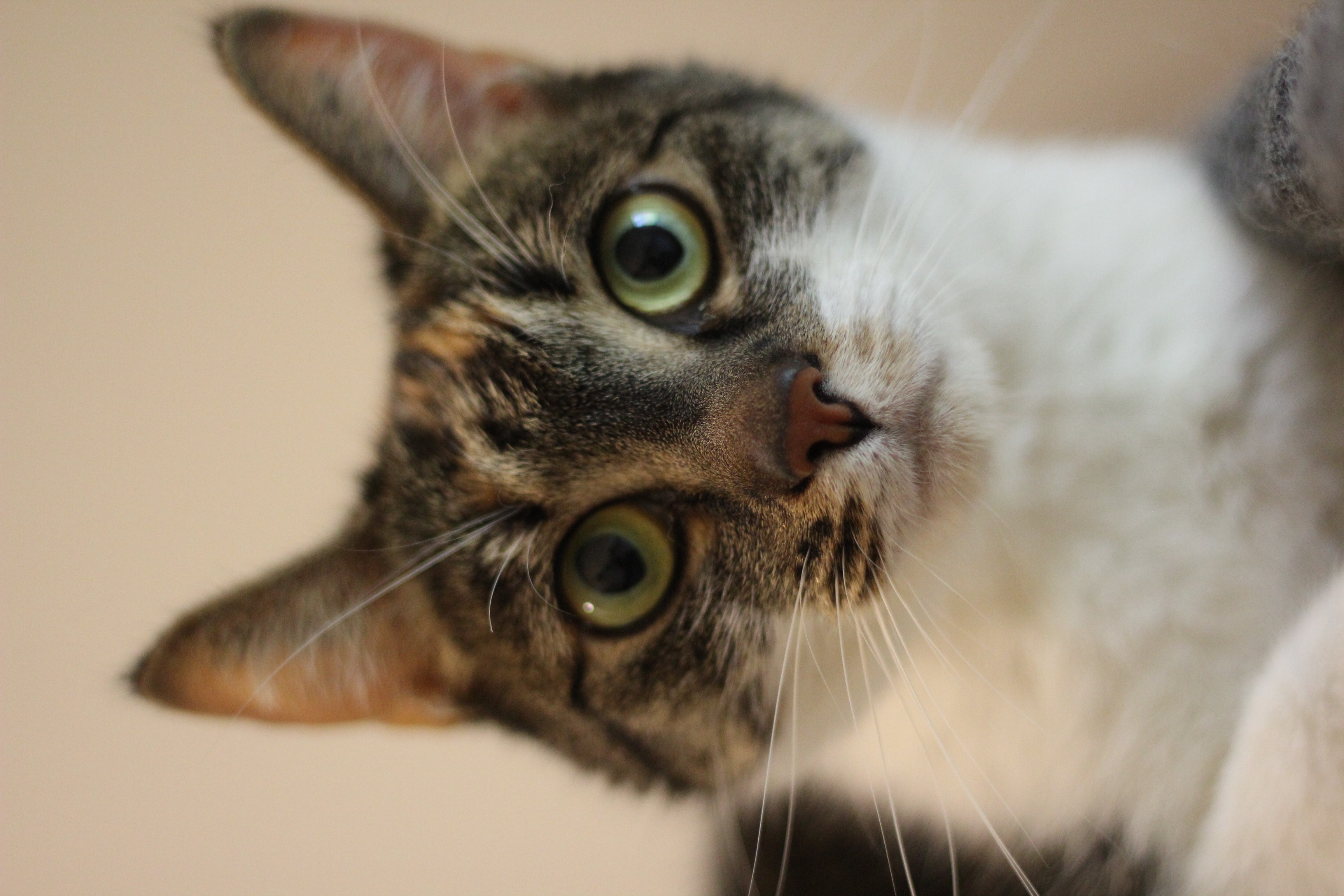  kira er den sødeste hunkat - hun vil gerne leve i en familie som eneste kat - hun kan med børn 
