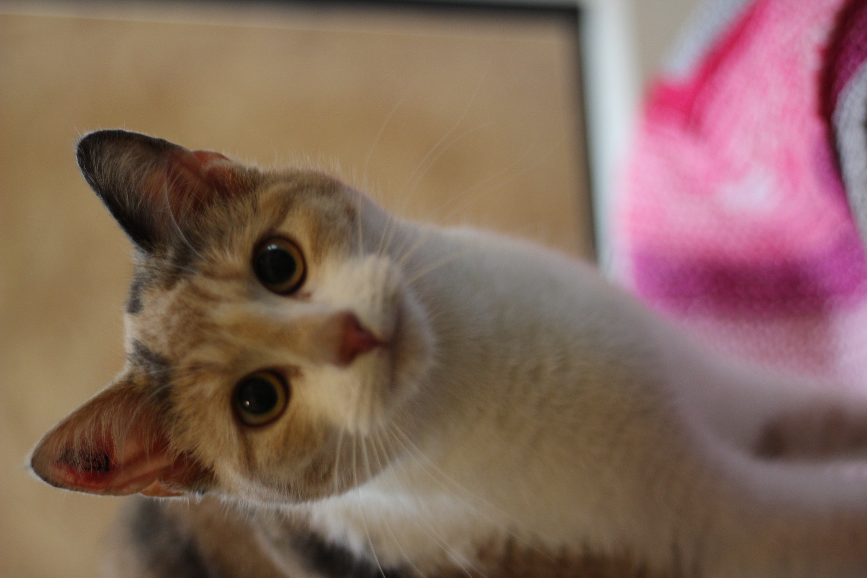 For nylig sammen målbar Adopter en kat - MinVenKatten Hobro